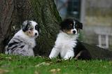 BERGER AUSTRALIEN PUPPIES 875